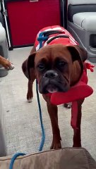 Boating Boxer Rides The Wind