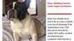 Video: Mujer denuncia el robo de su perro, todo quedó grabado en cámaras de seguridad