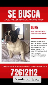 Video: Mujer denuncia el robo de su perro, todo quedó grabado en cámaras de seguridad