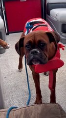Boating Boxer Rides The Wind
