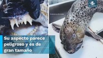 Extraño pez con dientes humanos es encontrado en el fondo del mar