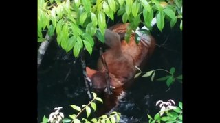 Proboscis Monkey attacked by Crocodile