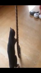 Funny & Cute Cats #trending #viral #funny #CuteCats