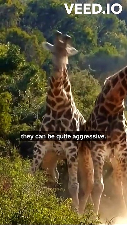 Giraffes Fight Neck-to-Neck for Mates and Territory
