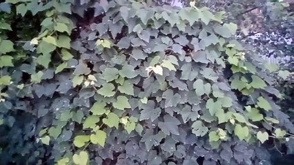 বাংলা চটি গল্প: সহজে মะละগো গাছের পরিচর্যা 💧 ড্রাইভিং মেথডের সঙ্গে