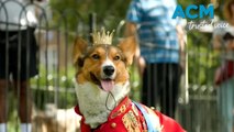 Corgi parade in memory of the late Queen Elizabeth II