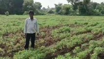 पंधाना: कम बारिश से फसलों को हुआ नुकसान, किसानों को सांसद ने कहीं यह बात