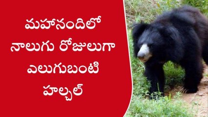 నంద్యాల జిల్లా: ఎలుగుబంటి కలకలం... హడలిపోతున్న జనం