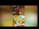 Funny animals - Funny cats and dogs -Funny animals videos trending Funny cats videos…watch the video