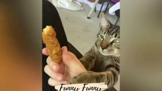 New Cat Comedy Central : The Ultimate Funny Cats Video Trending Funny Cats Videos watch the video....