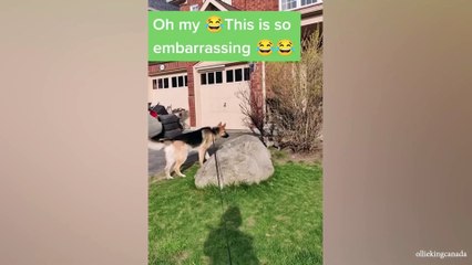 Ginger cat, When your dog loves your boyfriend more than you, dog are best friend, pets, dogs show love, funny dog show love to human, dog love their human, puppy hug, dog tik tok, funny dog tik tok, dog, tiktok dogs, dog love human, funny dog and owner