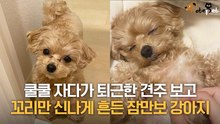 쿨쿨 자다가 퇴근한 견주 보고 '비몽사몽' 꼬리만 신나게 흔든 강아지