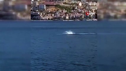 Gemlik Körfezi'nde Yunusların Şovu