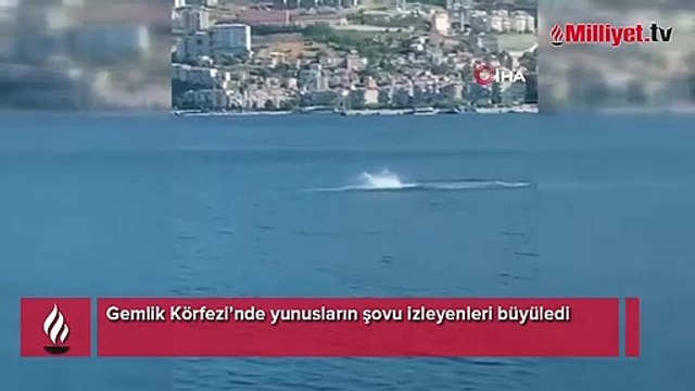 Yer: Gemlik Körfezi... Yunuslardan büyüleyen şov