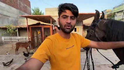 Aj Turab Ny Horse Riding Ki But Dr Gea