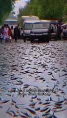 Rain of fish