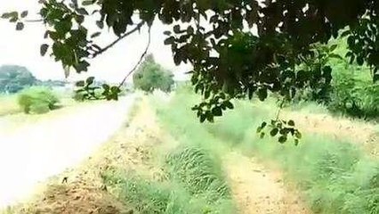 बक्सर: मौसम ने बढ़ाई किसानों की चिंता, देखिए ये खास रिपोर्ट