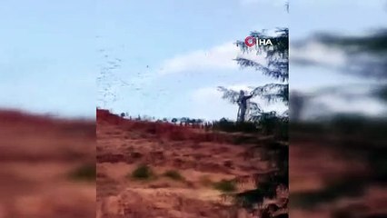 Binlerce göçmen kuş, Mehmetçik Anıtı'nda görsel şölen oluşturdu