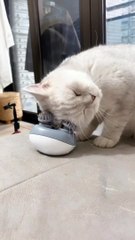 Cat massager