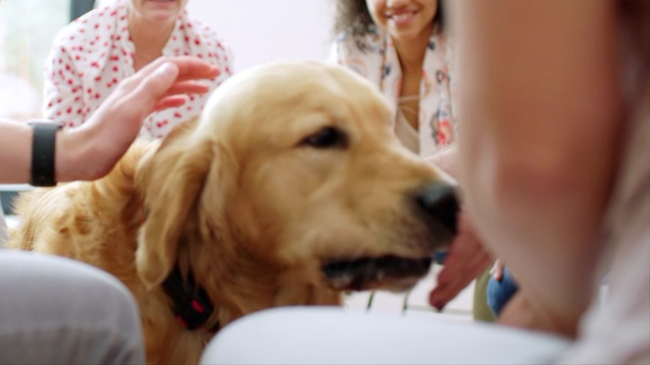 why-do-dogs-sniff-crotches-video-dailymotion