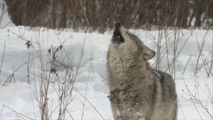 Bundesumweltministerin fordert schnellere Wolfsabschüsse 🐺