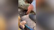 Wild Chipmunks Alert Humans To Chipmunk Trapped Under Boulder | Wild-ish TV