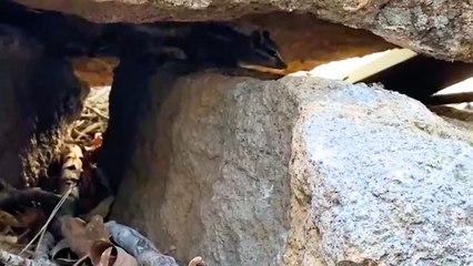 Wild Chipmunks Alert Humans To Chipmunk Trapped Under Boulder | Wild-ish TV