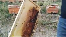 Un apiculteur produisant du miel biologique à partir d'abeilles caucasiennes à Kars repousse les limites