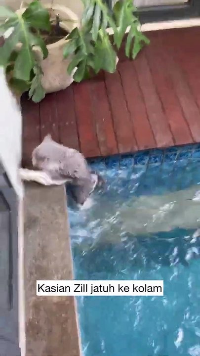 2. Swimming cat