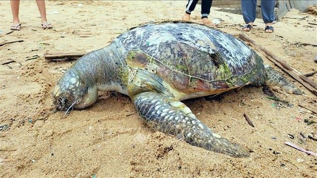 Xác rùa biển quý hiếm nặng hơn 80kg dạt vào bãi biển Vũng Tàu