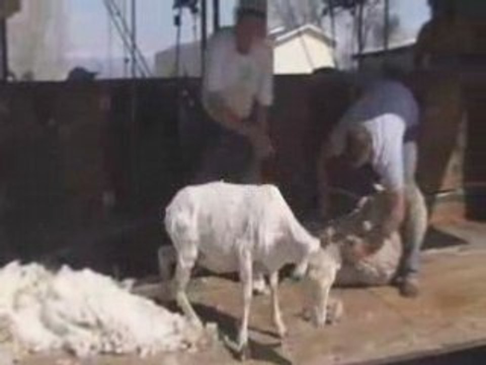 Sheep Shearing in Delta, CO