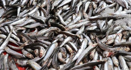 Hamsideki bolluk balıkçı tezgahlarını hareketlendirdi