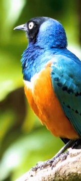 Birds + Owntrip & Parasynthax - Deep Dives (Trance Music) Vertical Video ✅ Nature