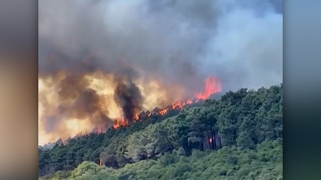 İstanbul'da ormanlık alanda yangın çıktı: Çok sayıda itfaiye ekibi sevk edildi