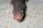 Naked mole rats could hold the key to a longer life
