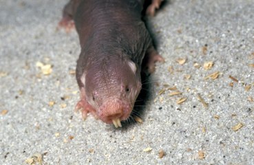 Naked mole rats could hold the key to a longer life