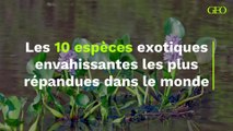 Les 10 espèces exotiques envahissantes les plus répandues dans le monde