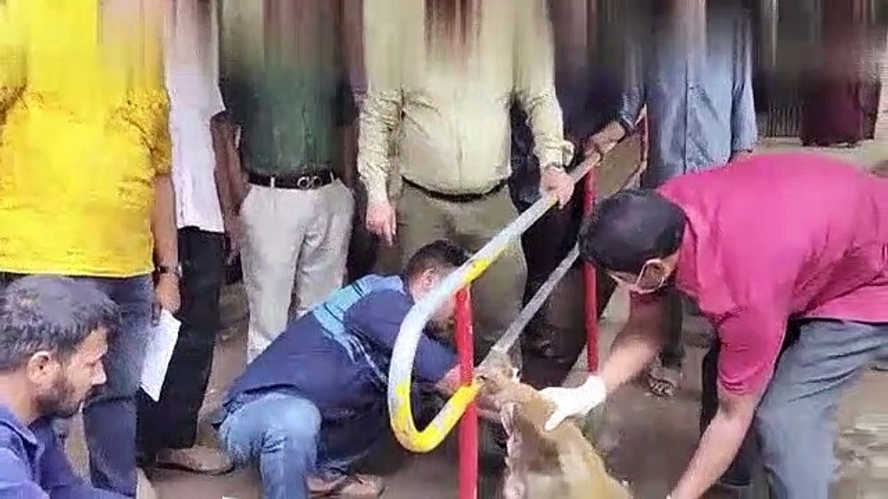 Clever Monkey came to the hospital for treatment,watch monkey's treatment.