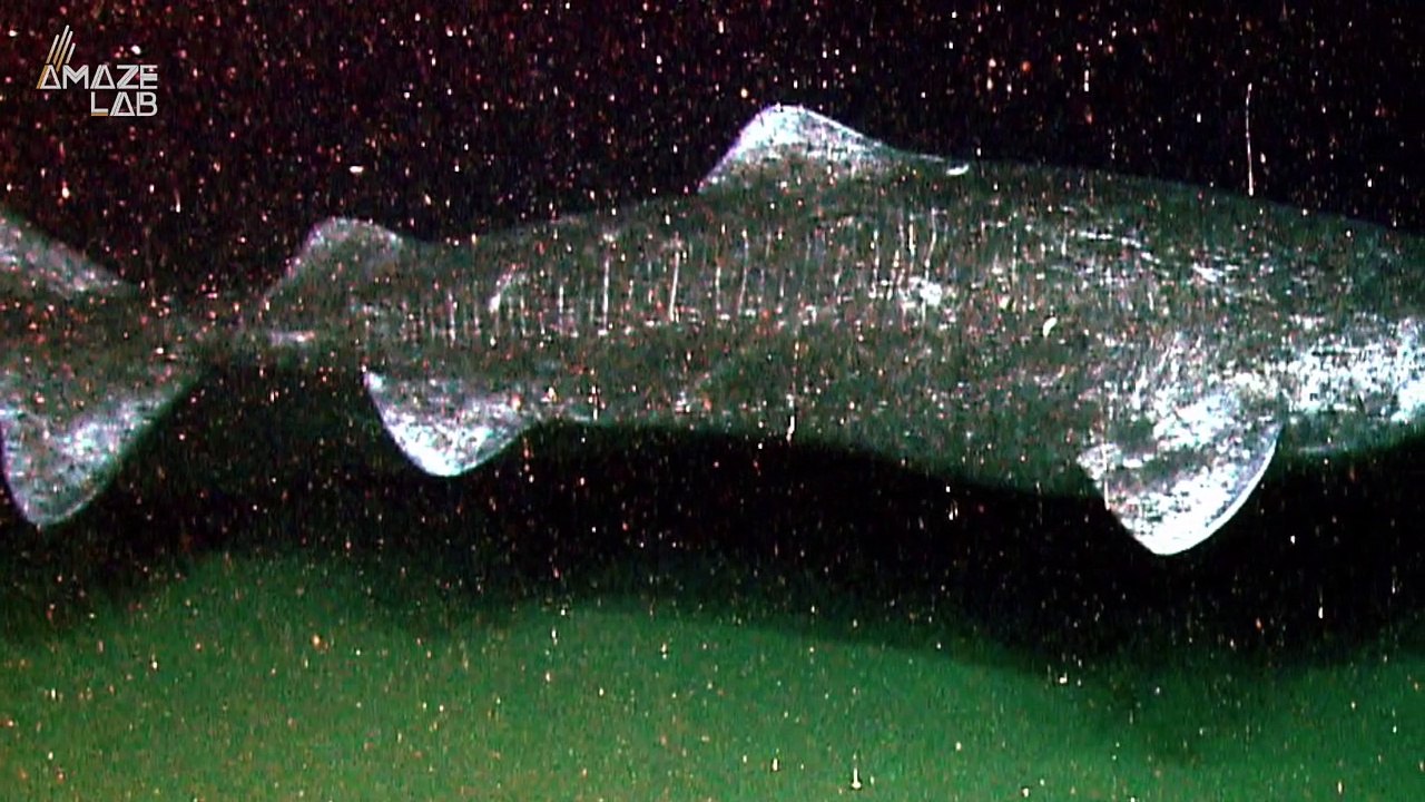 Marine Biologists Discover Greenland Shark Which Lives for Centuries, Thousands of Miles Away in Tropical Caribbean Waters