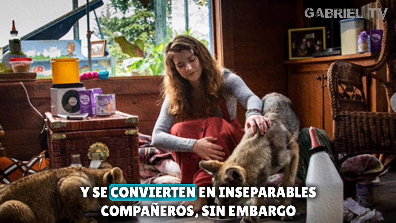 el lobo y el leon película completa en español