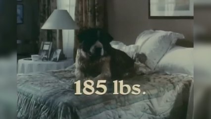 Did Beethoven strike a chord with you? : Just Films & That