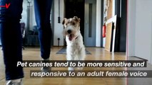 Dogs Are More Sensitive to High-Pitched Female Voices
