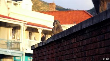 Human-baboon conflict mitigation