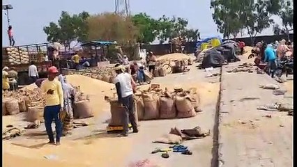 Kota Mandi : सोयाबीन व चने के भाव में मंदी