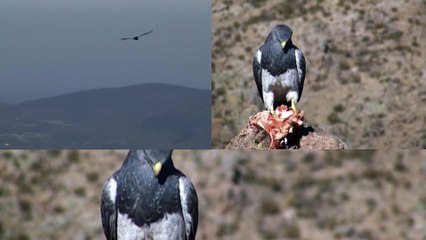 Mix Música Naturaleza Vuelo Danza de Cóndores y Aguila[1]