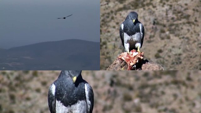 Mix Música Naturaleza Vuelo Danza de Cóndores y Aguila[1]