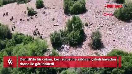 Çoban, keçiye saldıran çakalı dronla görüntüledi
