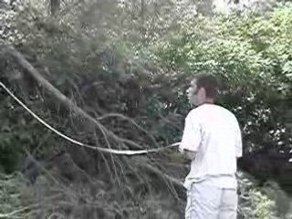 Georges - coupe les arbres1