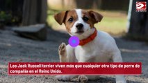 Los Jack Russell terrier son los perros de compañía más longevos