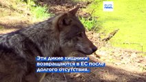 Волки рискуют лишиться в Евросоюзе охранного статуса